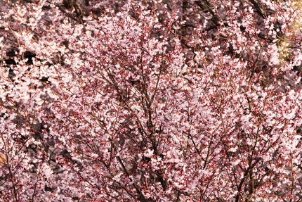 桜咲く日・・・。