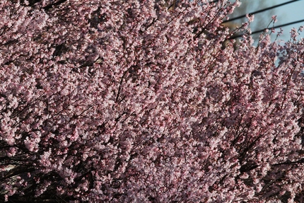 桜満開・・・！！