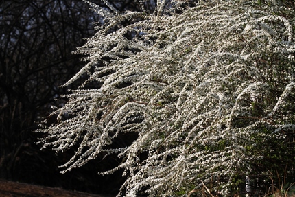 雪柳も満開です・・・！！