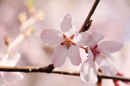 桜咲く・・・(一)