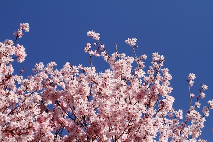 青空に桜・・・。