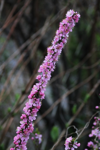 この花の名前は・・・？？？
