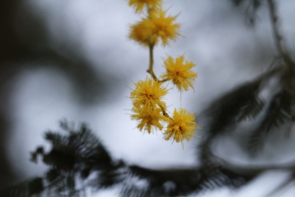 ミモザの花は・・・。