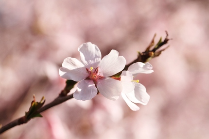 桜を撮る・・・。