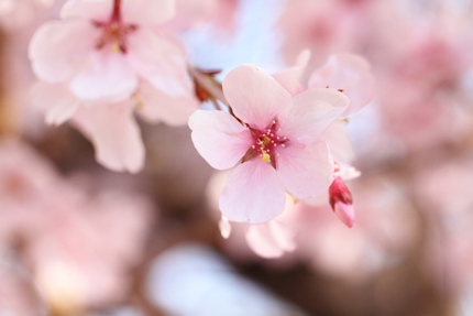 桜を撮る・・・(2)