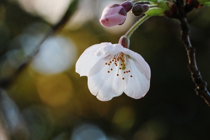 桜の花・・・。