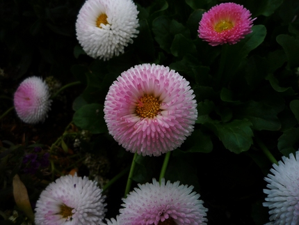 この花の名前は・・・？？？