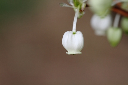 馬酔木の花・・・。