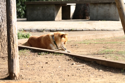 居眠り・・・。