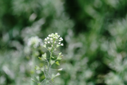 ぺんぺん草・・・。