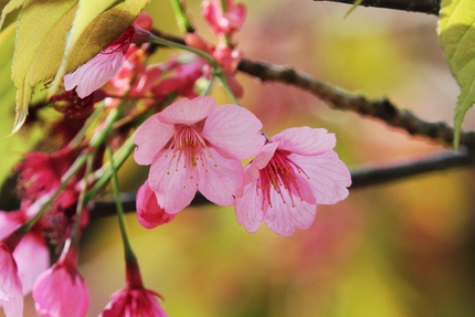 残りの桜・・・。