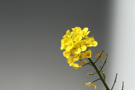 菜の花・・・。