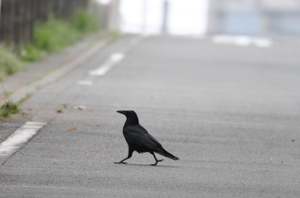 おやおや堂々と・・・。