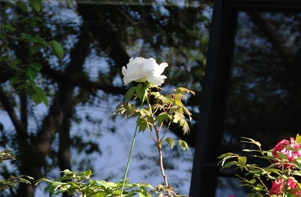 白い花・・・。