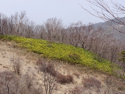 早春の山より・・・（19）