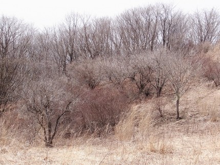 早春の山写真展・・・（二）