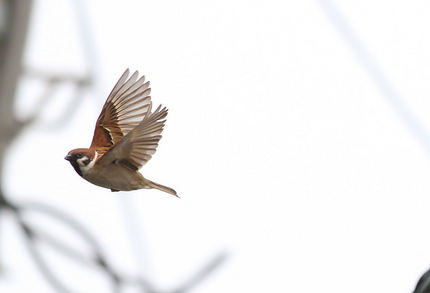野鳥の飛翔シリーズ・・・（スズ...