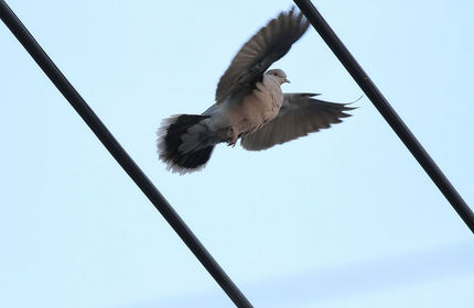 野鳥の飛翔シリーズ・・・（キジ...