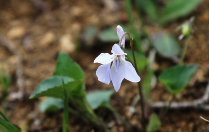 これはなんの花だろう・・・？？...
