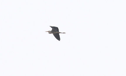 野鳥の飛翔シリーズ・・・（アオ...