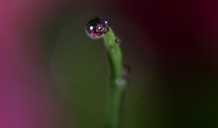 雨やんでしずく・・・。
