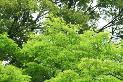 紅葉の新緑・・・。