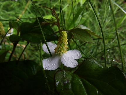 雨の水曜日・・・（6）