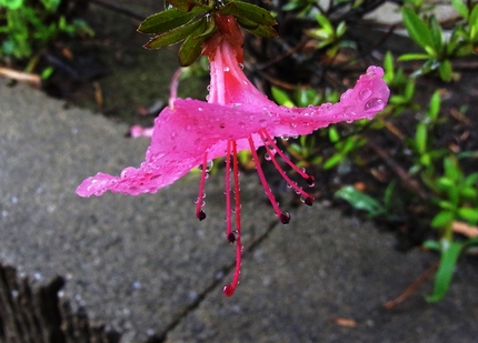 雨の水曜日・・・（7）