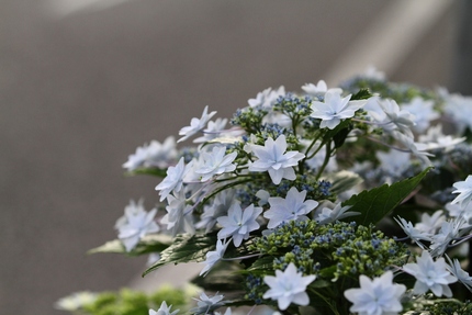 墨田の花火・・・。