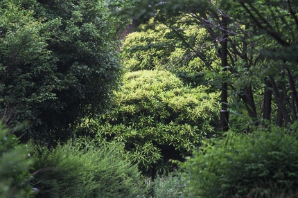 緑深く・・・。