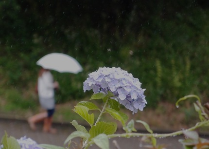 雨の日の情景・・・（4）