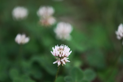 レンゲ草・・・。