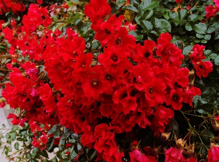 深紅の花・・・。