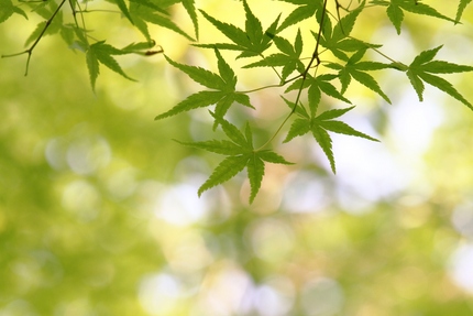 初夏の彩・・・。