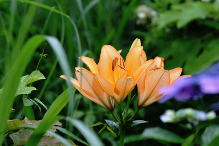 この花はなんだろう・・・？？？