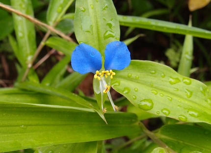 露草咲く・・・。