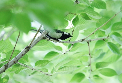 木陰から・・・。