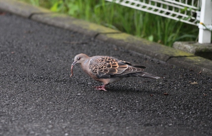 キジバトの食事・・・。