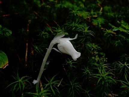 「塩見岳」登山記・・・（五）