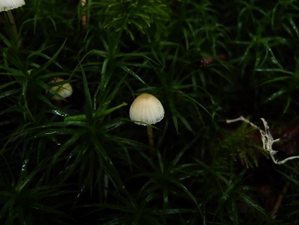 「塩見岳」登山記・・・（六）