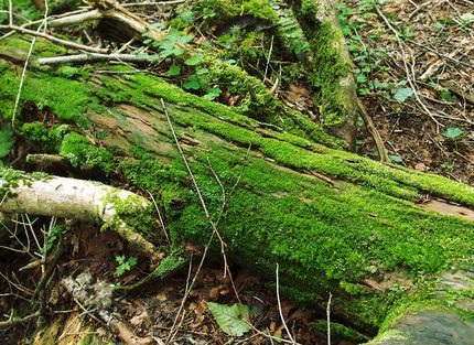「塩見岳」登山記・・・（七）