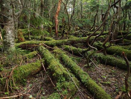 「塩見岳」登山記・・・（二十一...
