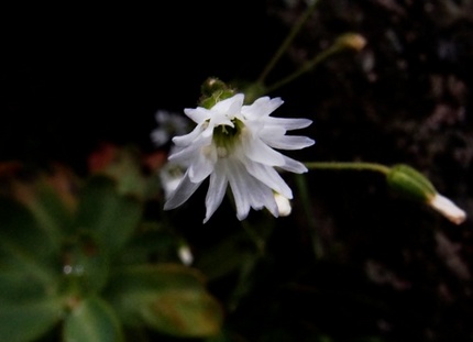 「塩見岳」登山記・・・（二十九...