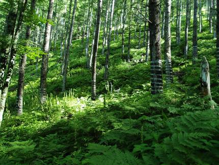 「塩見岳」登山記・・・（五十五...