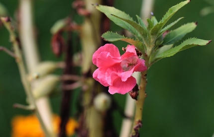ピンクの花・・・。