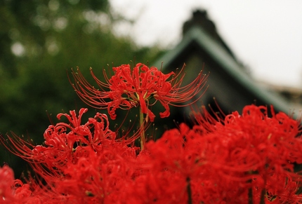 連撮「彼岸花」・・・(4)