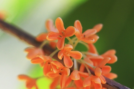 金木犀の花・・・。
