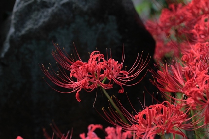 連撮「彼岸花」・・・(5)