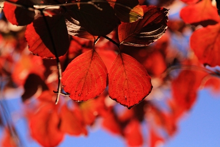 紅葉・・・