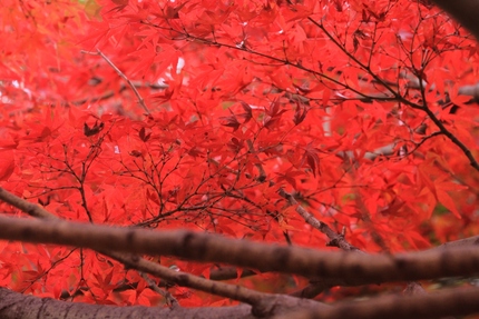 紅葉・・・。